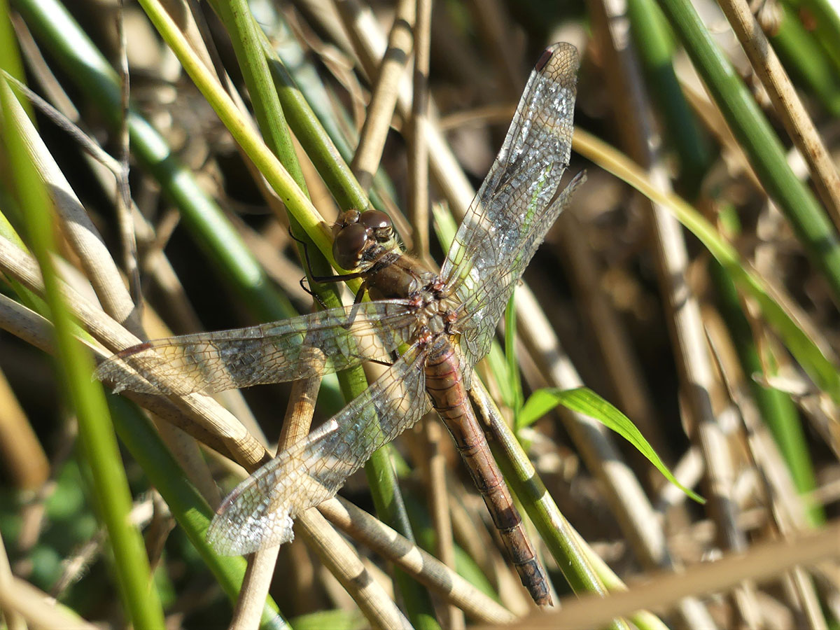 Sympetrum_striolatum